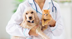 Medical Employment Contract Review for Veterinarians